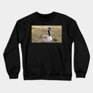 Canada Goose Patiently Waiting To Be Fed Crewneck Sweatshirt